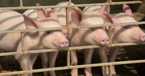 WebDev-profile